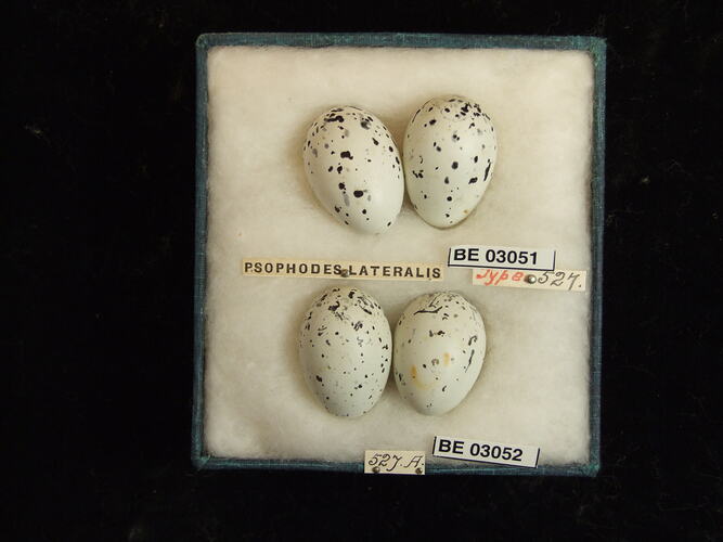 Four bird eggs in box with labels.