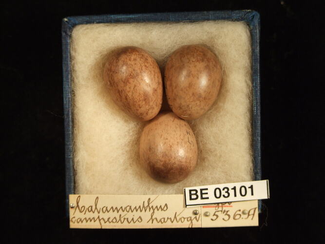 Three bird eggs in box with labels.