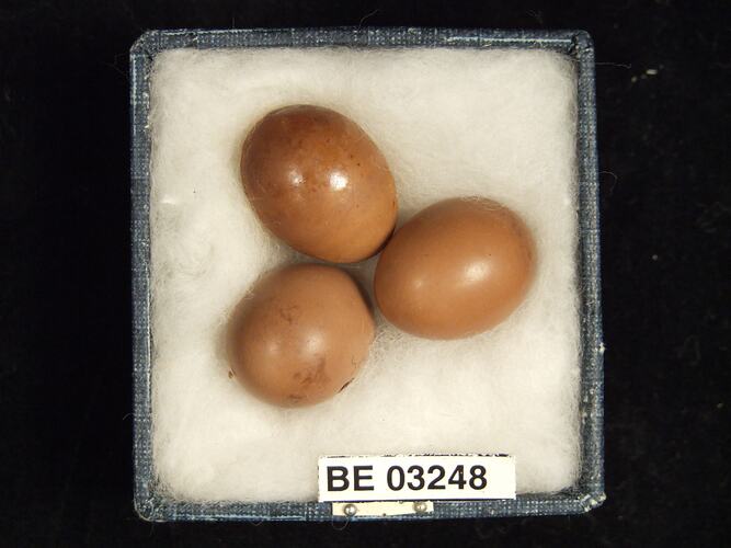 Three bird eggs in box with labels.