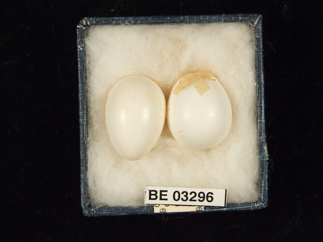 Two bird eggs in box with labels.