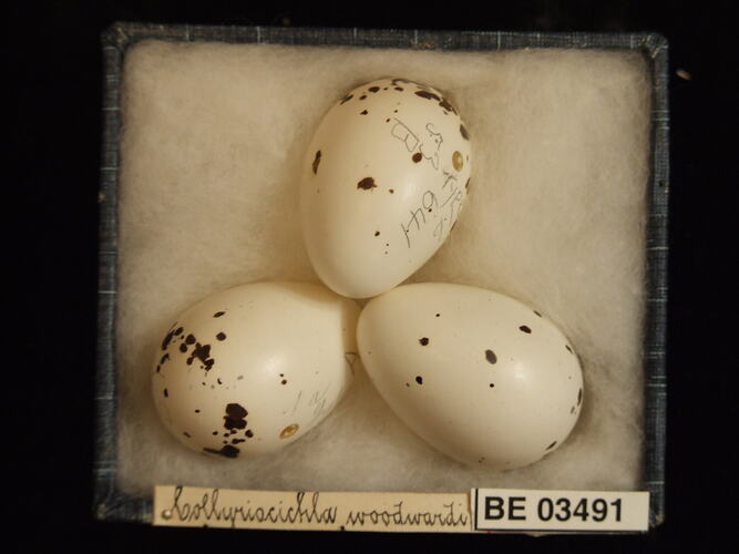 Three bird eggs in box with specimen labels.