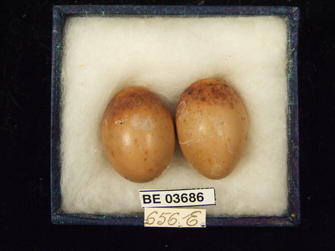 Two bird eggs in box with specimen labels.