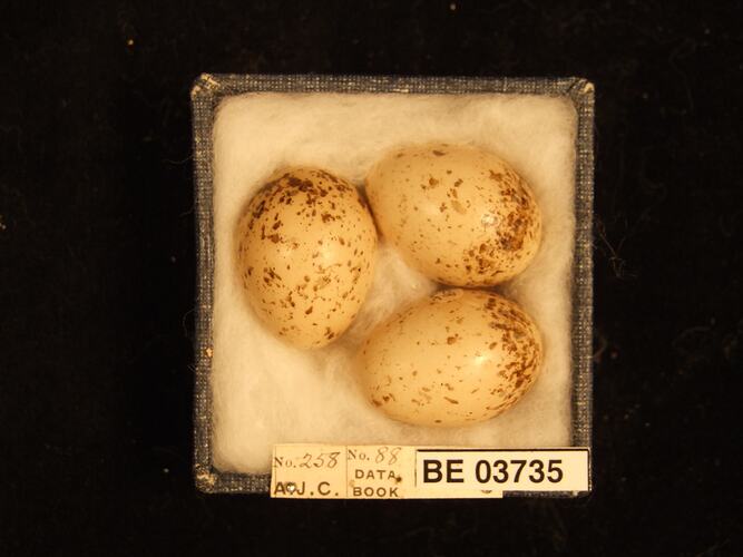 Three bird eggs in box with specimen labels.