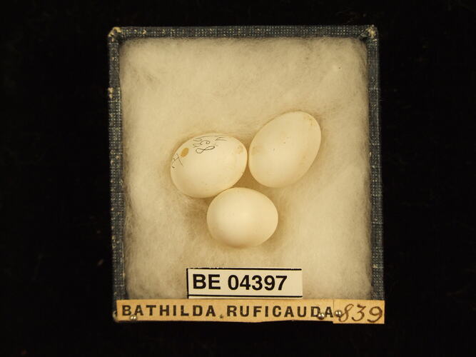 Three bird eggs in box with specimen labels.
