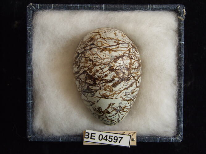 Bird egg with specimen labels in box.