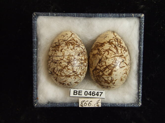 Two bird eggs with specimen labels in box.