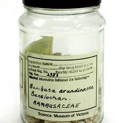 Sample - Bambusa arundinacea, India 1880s