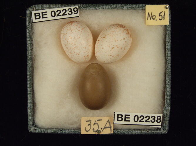 Three bird eggs with specimen labels in box.