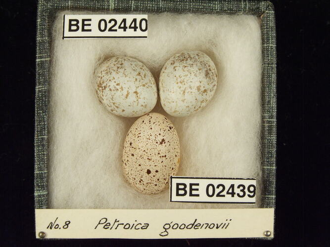 Three bird eggs with specimen labels in box.