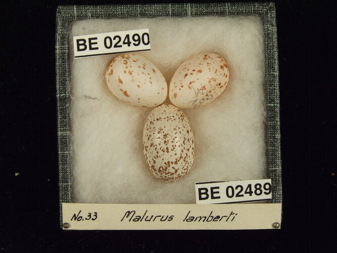 Three bird eggs with specimen labels in box.
