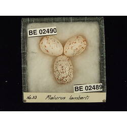 <em>Malurus lamberti lamberti</em>