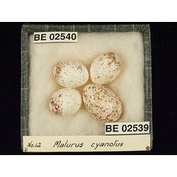 <em>Malurus splendens musgravi</em>