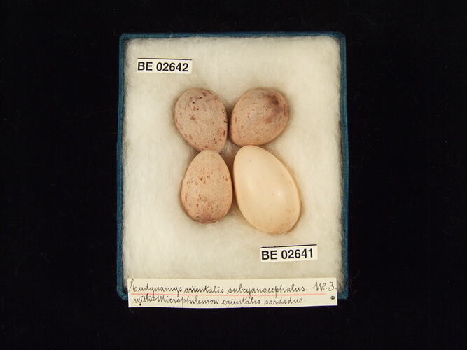 Four bird eggs with specimen labels in box.