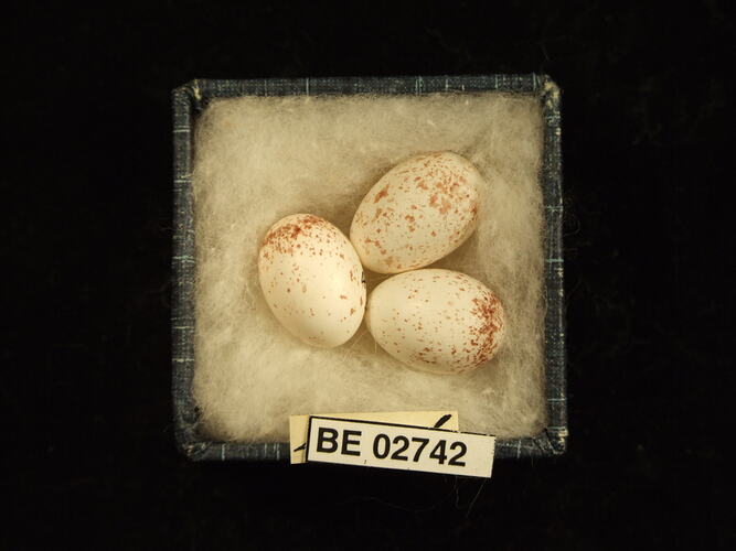 Three bird eggs with specimen label in box.