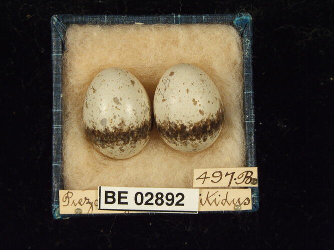 Two bird eggs with specimen labels in box.