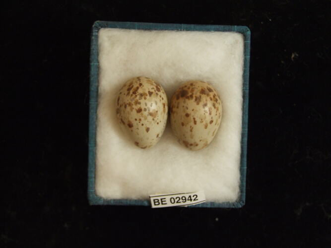 Two bird eggs with specimen label in box.