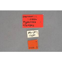 Entomology type specimen labels.