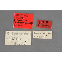 Entomology type specimen labels.