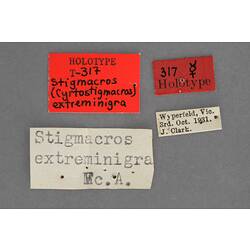 Entomology type specimen labels.