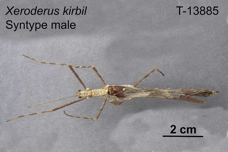 Stick Insect specimen, male, dorsal view.