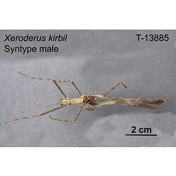 Stick Insect specimen, male, dorsal view.