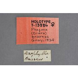 Entomology type specimen labels.