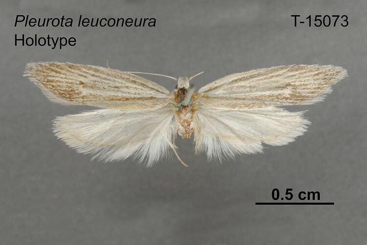 Moth specimen, dorsal view.