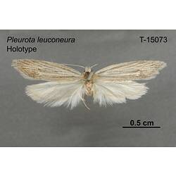 Moth specimen, dorsal view.