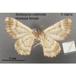 Moth specimen, female, ventral view.