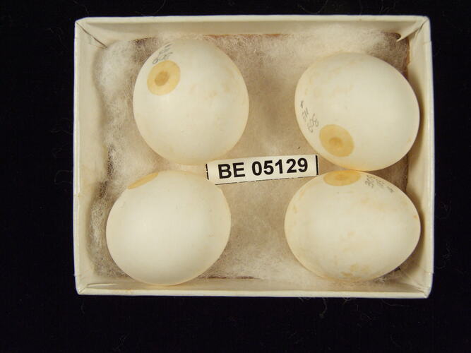 Four bird eggs with specimen label in box.