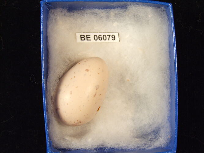 Bird egg with specimen label in box.