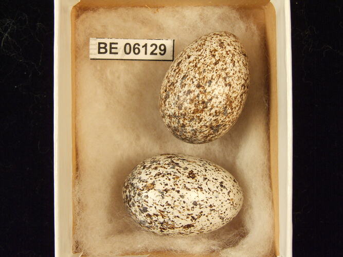 TWo bird eggs with specimen label in box.