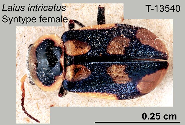 Beetle specimen, female, dorsal view.
