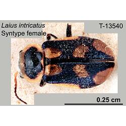 Beetle specimen, female, dorsal view.