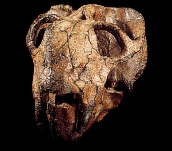 Skull of extinct marsupial.