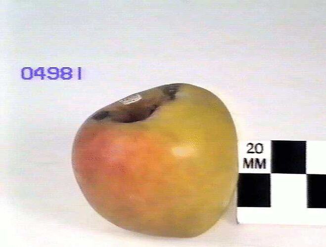 Apple Model, Sturmer Pippin