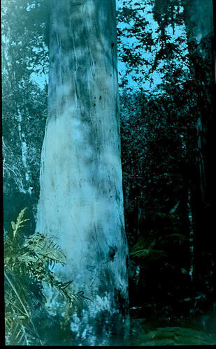 Lantern Slide - Grey Gum, Ferntree Gully, Victoria, Date Unknown. [BA 1655]
