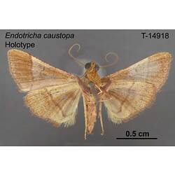 Moth specimen, ventral view.