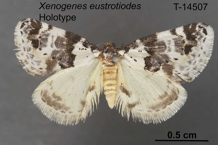 Moth specimen, dorsal view.