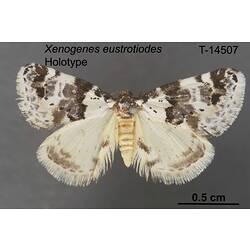 Moth specimen, dorsal view.