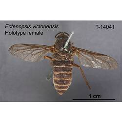 Fly specimen, female, dorsal view.
