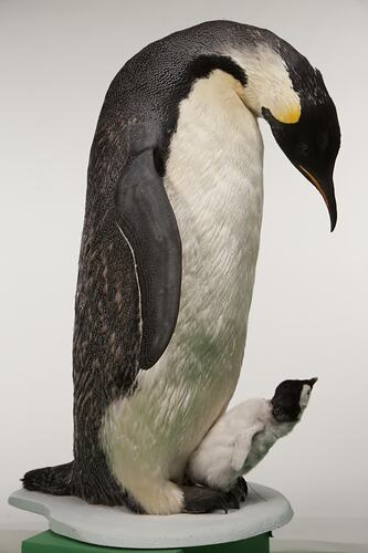 <em>Aptenodytes forsteri</em>, Emperor Penguin, mount.  Registration nos. B 20922 (adult) and B 33178 (chick).