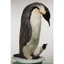 <em>Aptenodytes forsteri</em>, Emperor Penguin, mount.  Registration nos. B 20922 (adult) and B 33178 (chick).