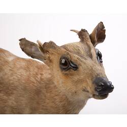 Taxidermied muntjac specimen, detail of head.