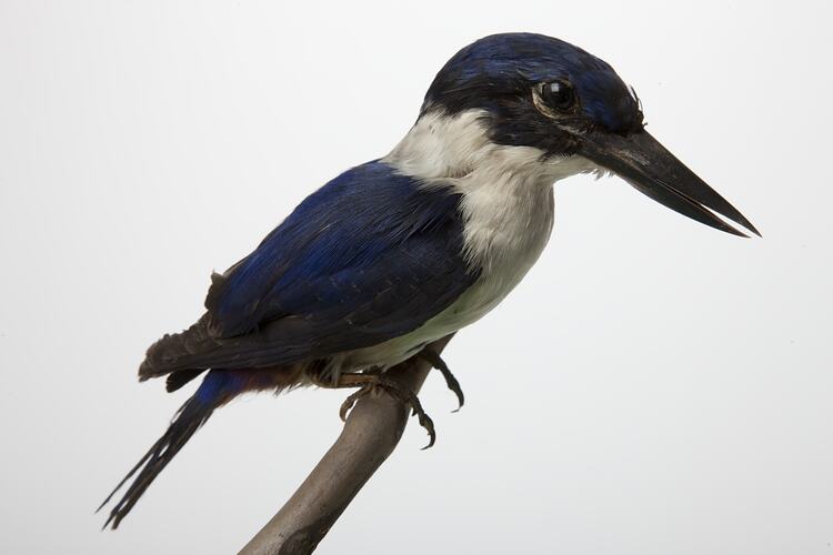 <em>Todiramphus leucopygius</em>, Ultramarine Kingfisher, mount.  Registration no. 57350.