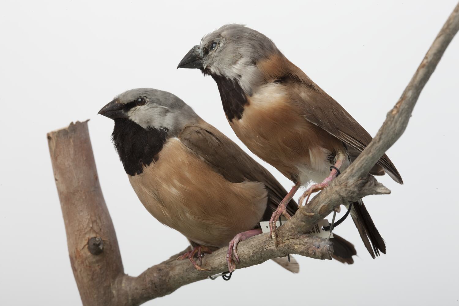 Black-throated Finch Feeding