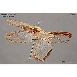 Antlion specimen, lateral view.