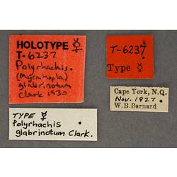Handwritten specimen labels.