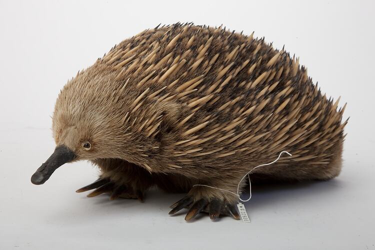 Mounted echidna specimen.