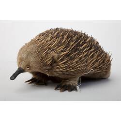<em>Tachyglossus aculeatus</em> (Shaw, 1792)